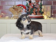 Kaninchen_Dachshund-0596
