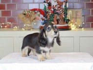 Kaninchen_Dachshund-0602