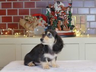 Kaninchen_Dachshund-0608