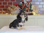 Kaninchen_Dachshund-0615