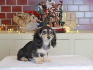 Kaninchen_Dachshund-0619