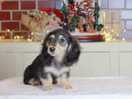 Kaninchen_Dachshund-0622