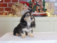 Kaninchen_Dachshund-0625