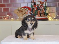 Kaninchen_Dachshund-0637