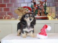 Kaninchen_Dachshund-0642