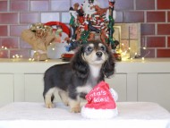 Kaninchen_Dachshund-0646