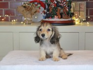 Kaninchen_Dachshund-0676