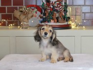 Kaninchen_Dachshund-0701