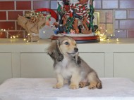 Kaninchen_Dachshund-0703