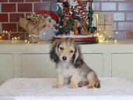 Kaninchen_Dachshund-0706
