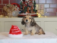 Kaninchen_Dachshund-0710