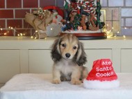 Kaninchen_Dachshund-0713