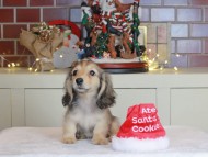 Kaninchen_Dachshund-0714