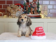 Kaninchen_Dachshund-0719 Kaninchen_Dachshund-0719