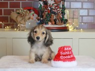 Kaninchen_Dachshund-0720