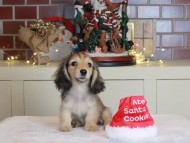 Kaninchen_Dachshund-0724