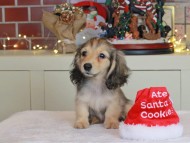 Kaninchen_Dachshund-0729