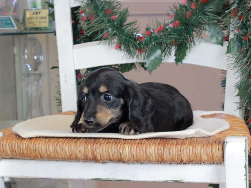 カニンヘンダックスフンド セーラ&スパーキの子犬 ブラタン 男の子