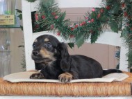 Kaninchen_Dachshund-09651