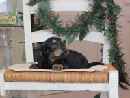 Kaninchen_Dachshund-09656