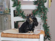 Kaninchen_Dachshund-09671