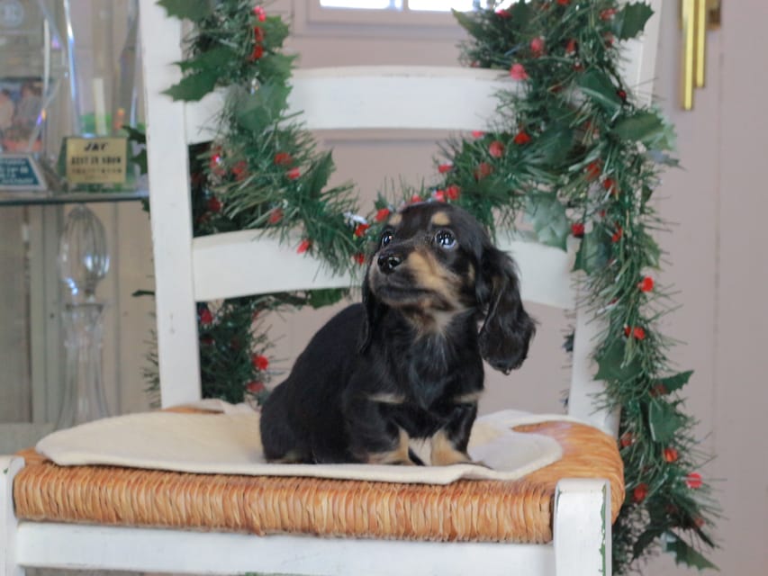 カニンヘンダックスフンド セーラ&スパーキの子犬 ブラタン 男の子