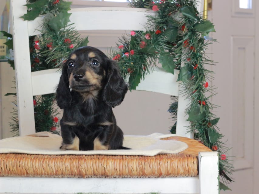 カニンヘンダックスフンド セーラ&スパーキの子犬 ブラタン 男の子