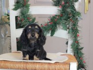 Kaninchen_Dachshund-09693