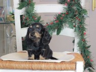 セーラ&スパーキの子犬 ブラタン 男の子