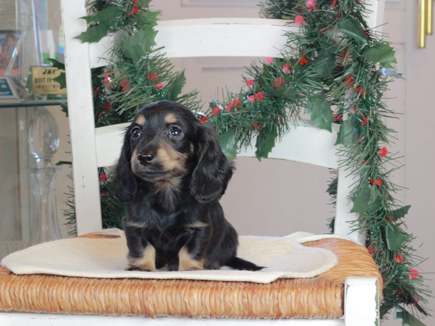 カニンヘンダックスフンド セーラ&スパーキの子犬 ブラタン 男の子