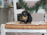 Kaninchen_Dachshund-09699 Kaninchen_Dachshund-09699
