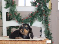 Kaninchen_Dachshund-09708