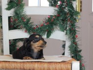 Kaninchen_Dachshund-09709