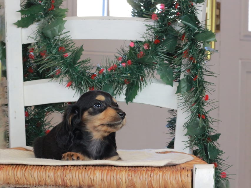 カニンヘンダックスフンド セーラ&スパーキの子犬 ブラタン 女の子