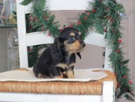 Kaninchen_Dachshund-09720