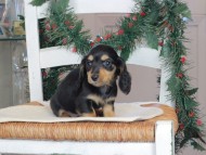 Kaninchen_Dachshund-09721