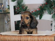 Kaninchen_Dachshund-09726 Kaninchen_Dachshund-09726