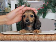 Kaninchen_Dachshund-09733
