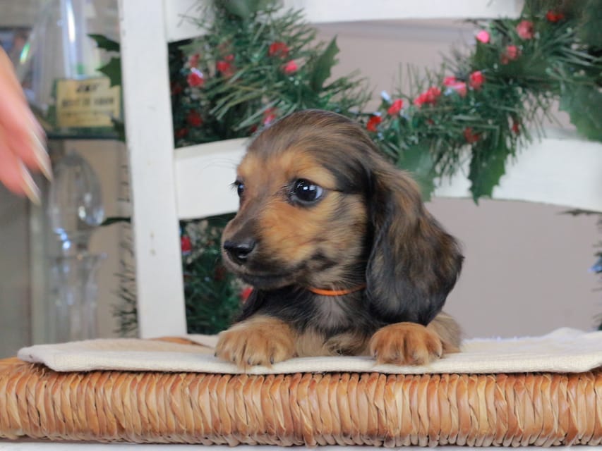 カニンヘンダックスフンド セーラ&スパーキの子犬 シェーデットレッド 女の子（1）