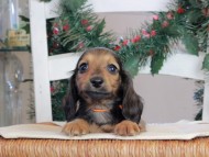 Kaninchen_Dachshund-09741