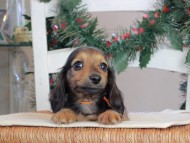 Kaninchen_Dachshund-09745