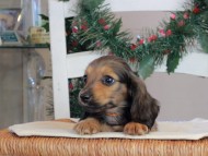 Kaninchen_Dachshund-09746