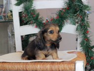 Kaninchen_Dachshund-09750