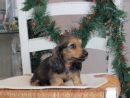 Kaninchen_Dachshund-09751