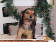 Kaninchen_Dachshund-09769 Kaninchen_Dachshund-09769