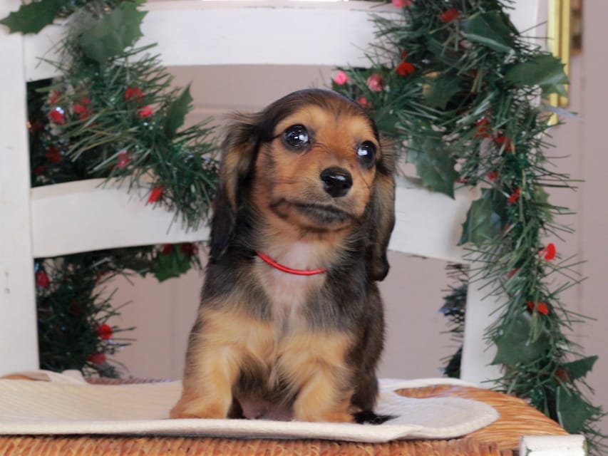 カニンヘンダックスフンド セーラ&スパーキの子犬 シェーデットレッド 女の子（2）