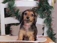 Kaninchen_Dachshund-09776