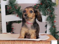Kaninchen_Dachshund-09779