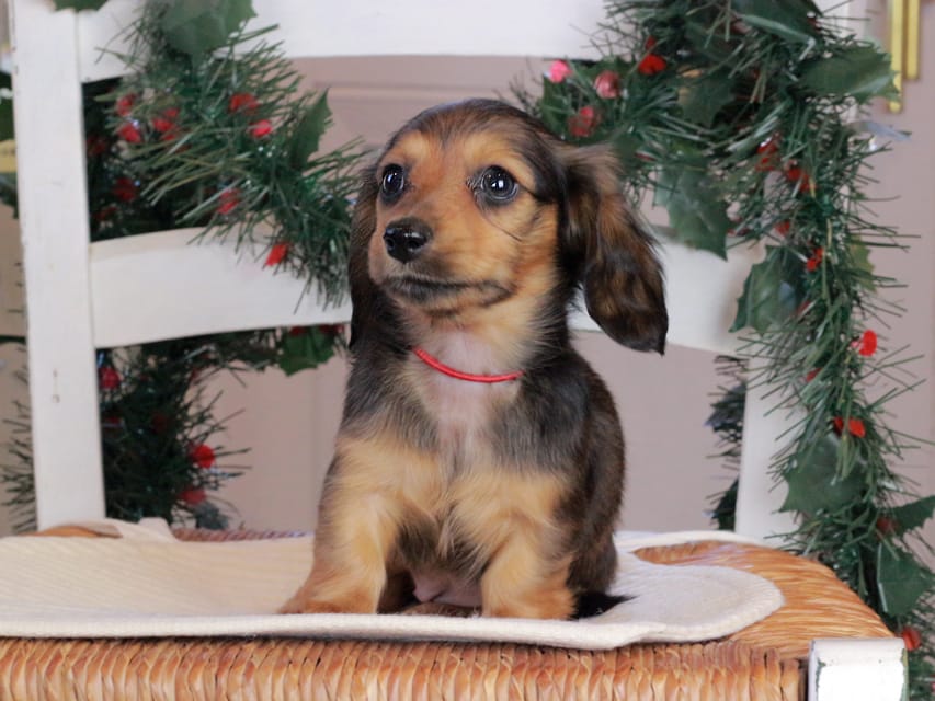 カニンヘンダックスフンド セーラ&スパーキの子犬 シェーデットレッド 女の子（2）