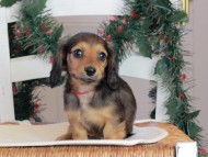 Kaninchen_Dachshund-09788